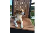 Adopt Otis a Dachshund