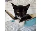 Adopt stoca&Atilde&shy a Black and White or Tuxedo Domestic Shor