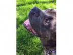 Adopt Fezzik a Brindle Mastiff Mixed dog in West Chicago IL (