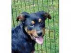 Babysitter in Wayne, MI 48184 - Kate S.