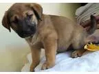 Adopt Sundial a BrownChocolate - with Black German Shepherd Dog 