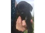 Adopt Skye a Labrador Retriever