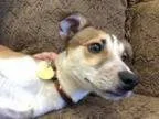 Adopt Wishb a Jack Russell Terrier