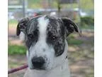 Adopt Bobby a Black - with White Beagle  Mixed dog in Media PA (