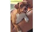 Adopt Melody a BrownChocolate - with White Pug  Beagle  Mixed do
