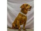 Adopt 60725 Murphy a RedGoldenOrangeCh estnut Dachshund  Mixed d