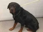 Adopt Bronx a Rottweiler  Mixed dog in Whitestone NY (15710853)