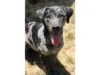 Adopt 60739 Kade a Merle Catahoula Leopard Dog  Labrador Retriev
