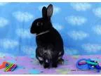 Adopt Ahmay a Dwarf
