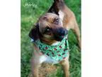 Adopt Marley a Terrier