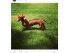 Adopt Ginger a Dachshund