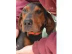 Adopt Jake a Redbone Coonhound