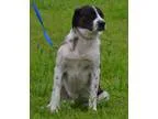 Adopt Clyde a Black - with White Mastiff  Great Pyrenees  Mixed 