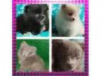 AKC Exotics