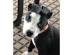 Adopt Bandit a White - with Black American Staffordshire Terrier
