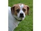 Adopt Fizzy a White - with Brown or Chocolate Pug  Beagle  Mixed
