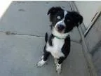 Adopt Blue a Border Collie  Mixed dog in Warsaw IN (15616558)