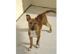 Adopt Squirt a Pit Bull Terrier
