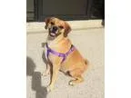 Adopt Lucy Puggle a Pug Beagle