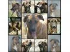 Adopt Lolly a Labrador Retriever