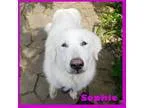 Adopt Sophie a Great Pyrenees  Mixed dog in Medford NJ (15540802