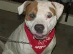 Adopt Dalton a Pit Bull Terrier