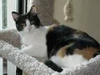 Adopt Molly a Calico or Dilute Calico Calico (short coat) cat in