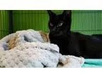 Adopt Lizzie a Domestic Short Hair