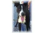Adopt Champ a Labrador Retriever