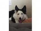Adopt Tomas a Border Collie