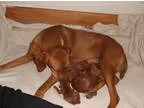Puppy s 1 -3