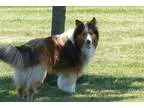 Adopt Oscar a BrownChocolate - with White Sheltie Shetland Sheep