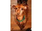 Adopt Devon a RedGoldenOrangeCh estnut Miniature Pinscher  Mixed
