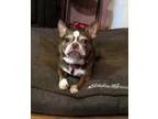 Adopt Coco a Boston Terrier