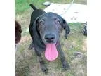 Adopt Thelma a Black Labrador Retriever  Mixed dog in Cranston R