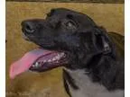 Adopt 60672 Lady a Black - with White Catahoula Leopard Dog  Lab