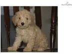 F1B Mini Goldendoodle