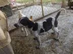 Adopt Oreo a Coonhound