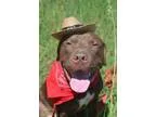 Adopt Valentino a BrownChocolate American Pit Bull Terrier  Labr