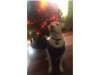 Adopt Timmy a White Pit Bull Terrier  Mixed dog in Franklinville
