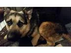 Adopt Ranger a Black - with Brown Red Golden Orange or Chestnut 