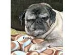 Adopt Emie a TanYellowFawn - with Black Pug  Mixed dog in Grapev