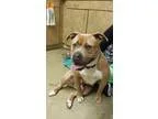 Adopt Mocha a Pit Bull Terrier