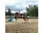 Gorgeous OTTB seeks new career as jumper