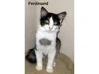 Adopt Ferdinand a Domestic Medium Hair - gray and white