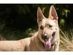 Adopt Stitch a German Shepherd Dog