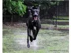 Adopt ZEUS a Great Dane  Mixed dog in Little Rock AR (14975696)