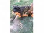 Hghv cane corso italian mastiff puppies