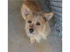 Adopt Sandy a BrownChocolate Terrier (Unknown Type Small)  Mixed