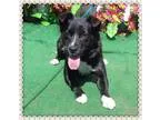 Adopt LAUREN a Tricolor (TanBrown and Black and White) Sheltie